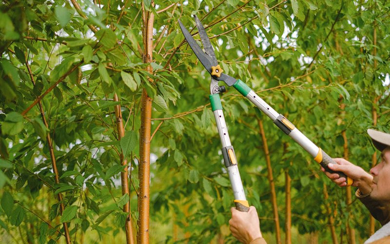 Tree trimming in Hines, OR