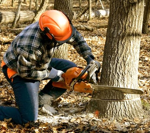 Tree Removal in Hines, OR